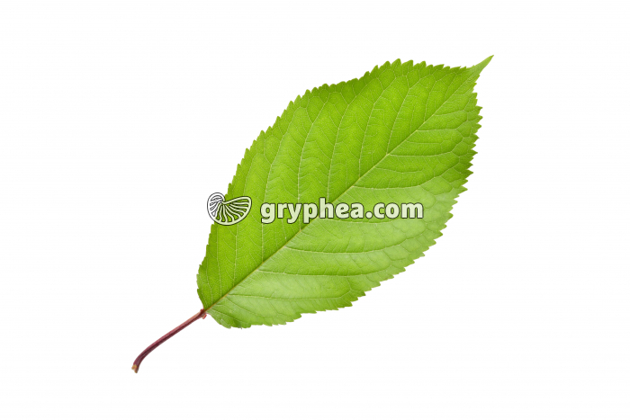 Merisier - feuille (Prunus avium) - gryphea.com